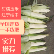 东北辽宁绥中县万诺2000粘甜玉米大量上市欢迎全国客商