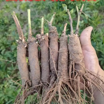 牡丹嫁接根牡丹砧木牡丹嫁接苗嫁接根
