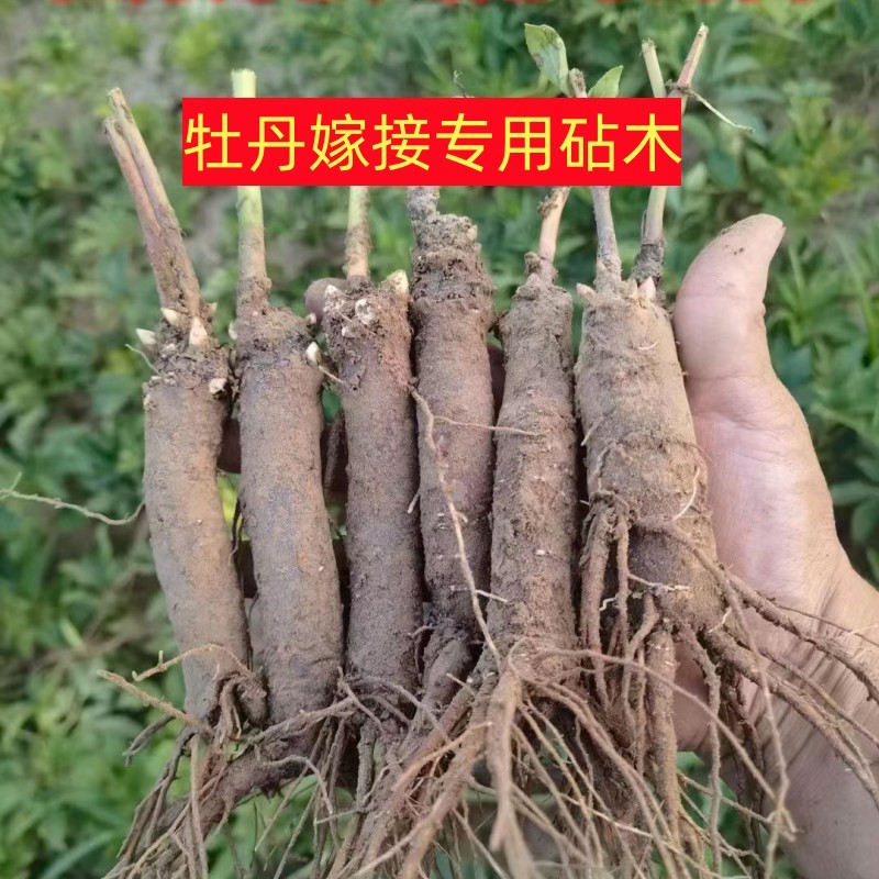 牡丹嫁接根牡丹砧木牡丹嫁接苗嫁接根