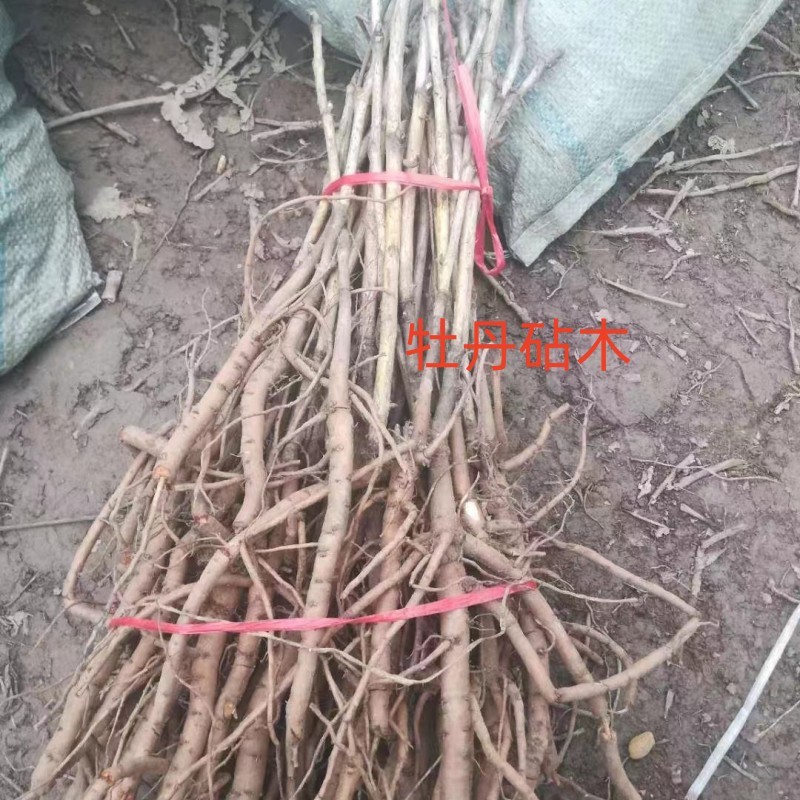 牡丹嫁接根牡丹砧木牡丹嫁接苗嫁接根
