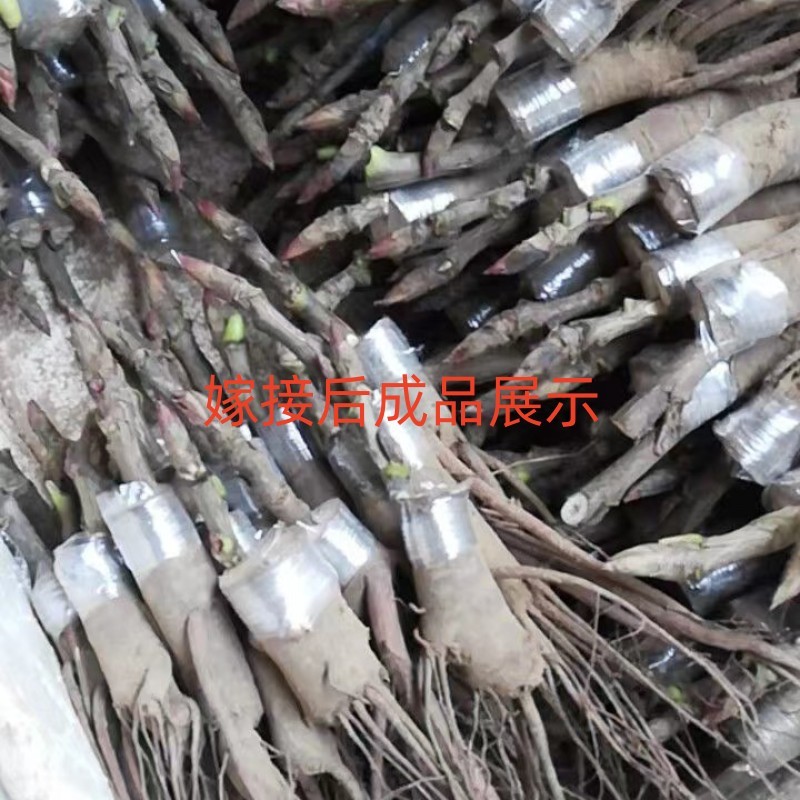 牡丹嫁接根牡丹砧木牡丹嫁接苗嫁接根