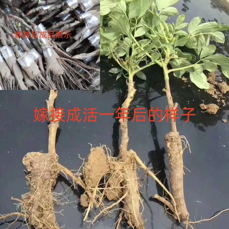 牡丹嫁接根牡丹砧木牡丹嫁接苗嫁接根