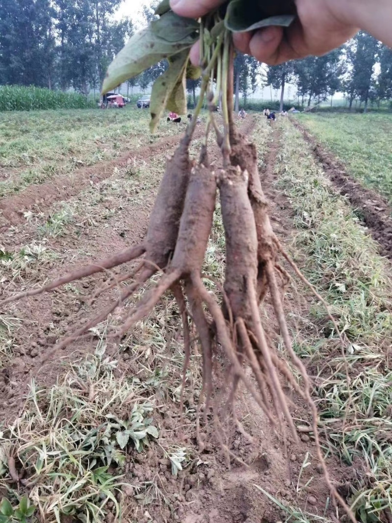 牡丹嫁接根牡丹砧木牡丹嫁接苗嫁接根