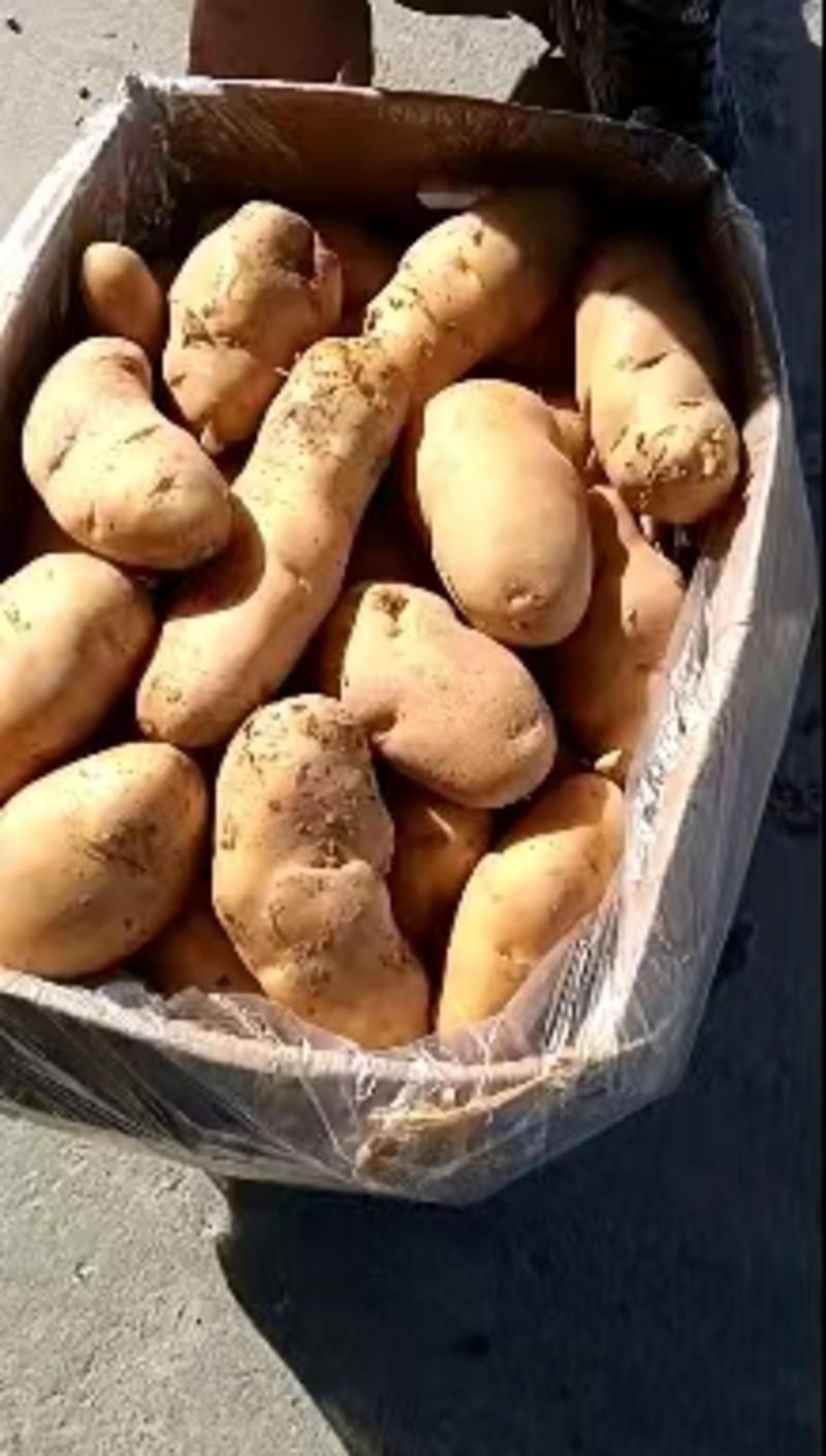 土豆，山东平阴县荷兰十五土豆，万亩基地现挖现发价格实惠