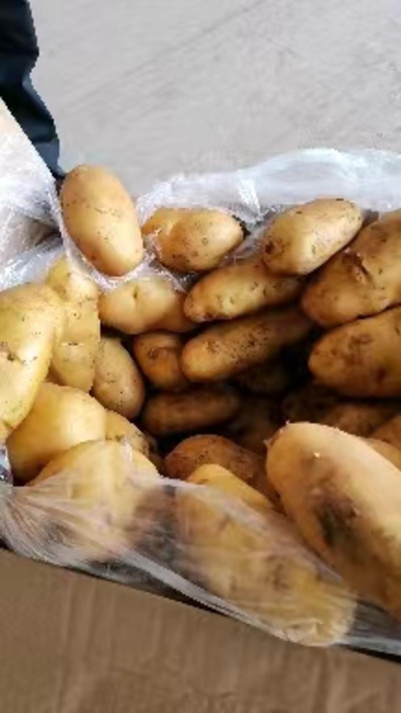 土豆，山东平阴县荷兰十五土豆，万亩基地现挖现发价格实惠