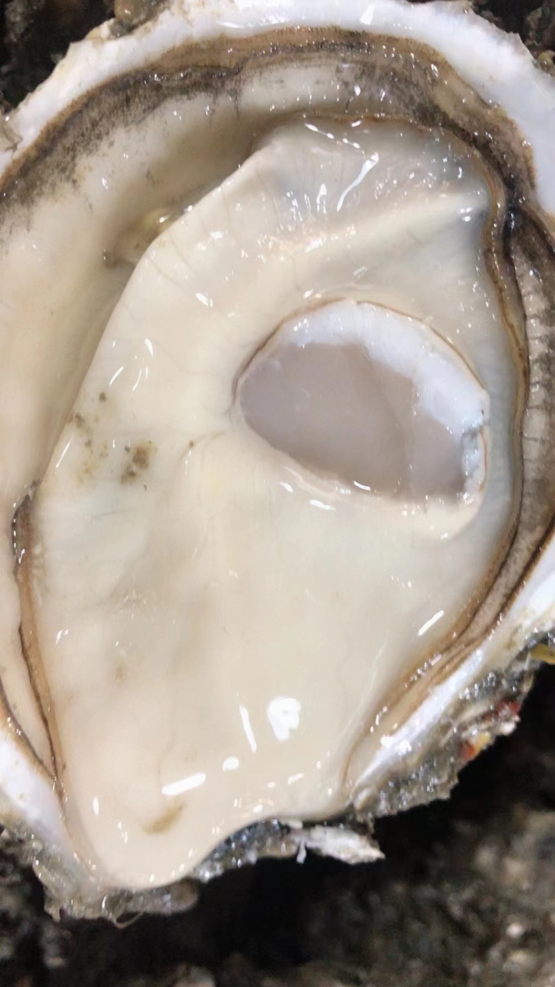广东湛江生蚝大量上市肉质肥美可一件代发欢迎来电