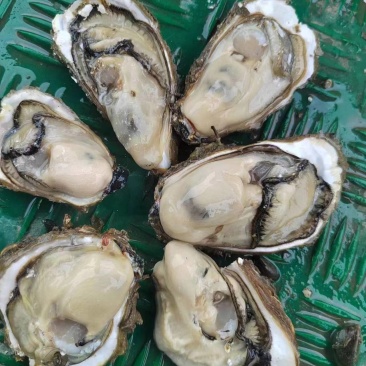 广东湛江生蚝大量上市肉质肥美可一件代发欢迎来电