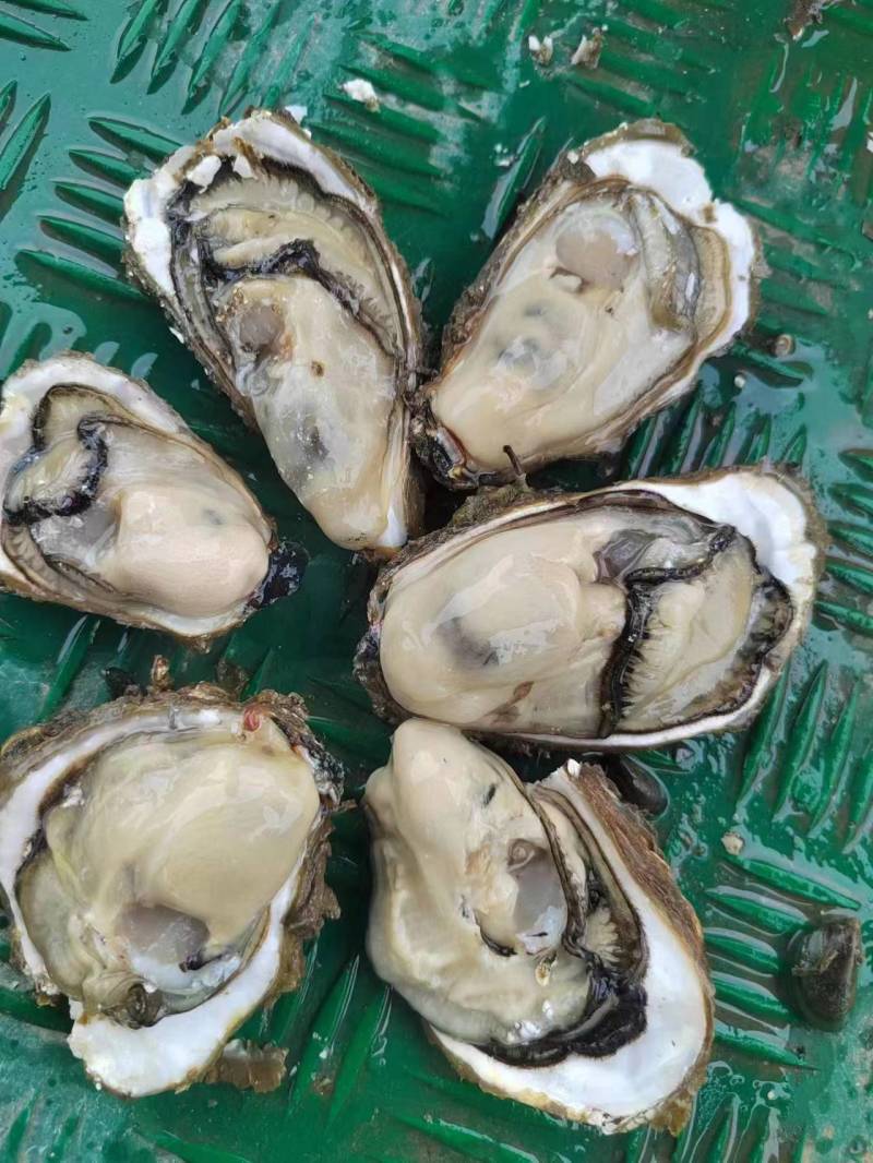 广东湛江生蚝大量上市肉质肥美可一件代发欢迎来电