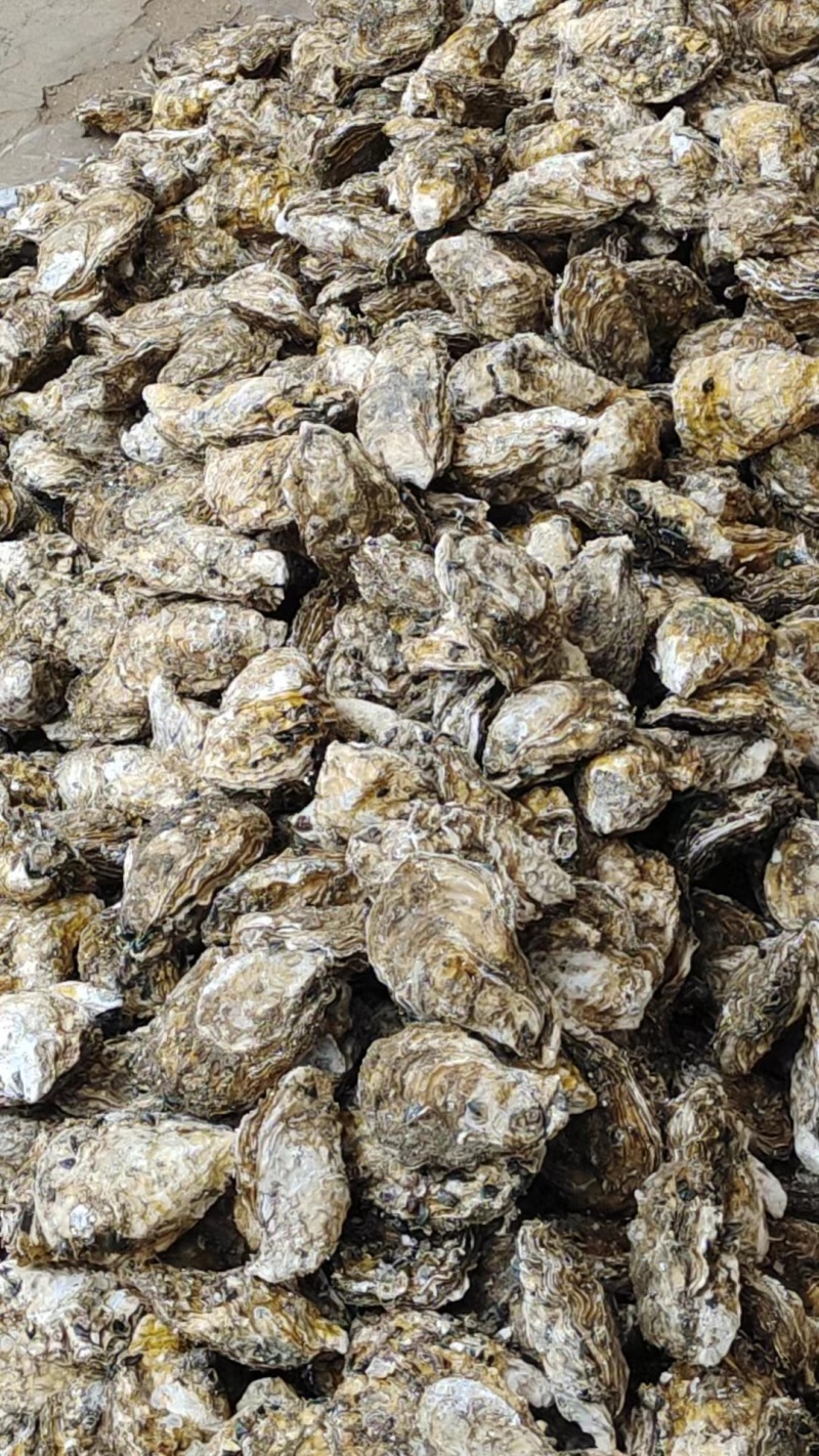 广东湛江生蚝大量上市肉质肥美可一件代发欢迎来电