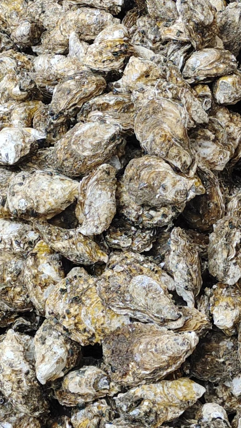 广东湛江生蚝大量上市肉质肥美可一件代发欢迎来电