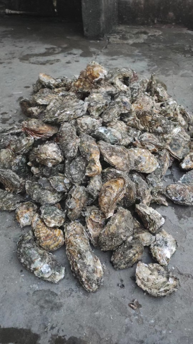 广东湛江生蚝大量上市肉质肥美可一件代发欢迎来电
