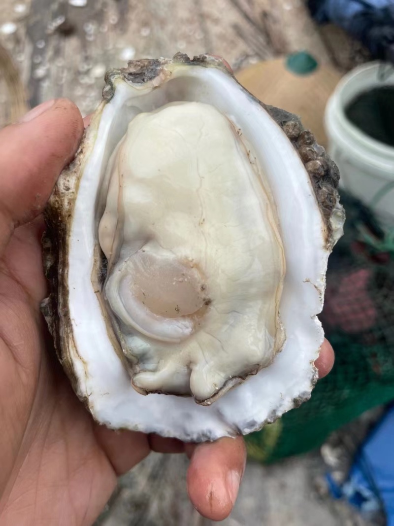广东湛江生蚝大量上市肉质肥美可一件代发欢迎来电