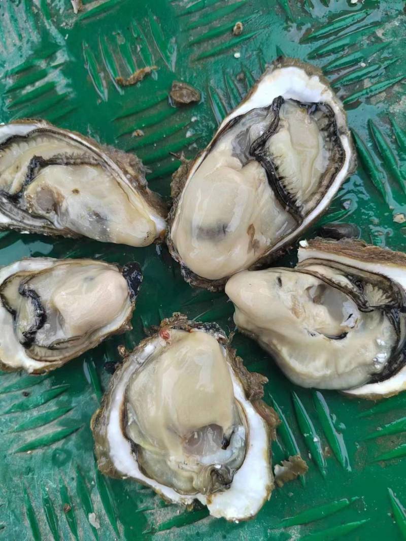 广东湛江生蚝大量上市肉质肥美可一件代发欢迎来电