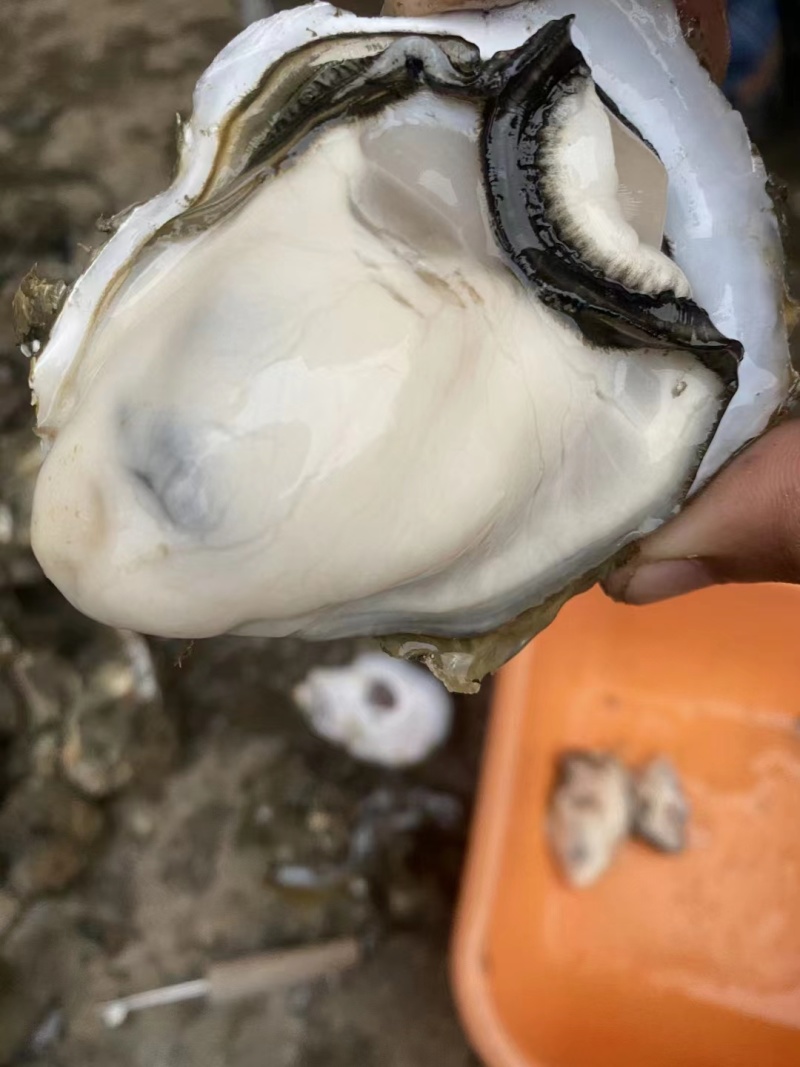 广东湛江生蚝大量上市肉质肥美可一件代发欢迎来电