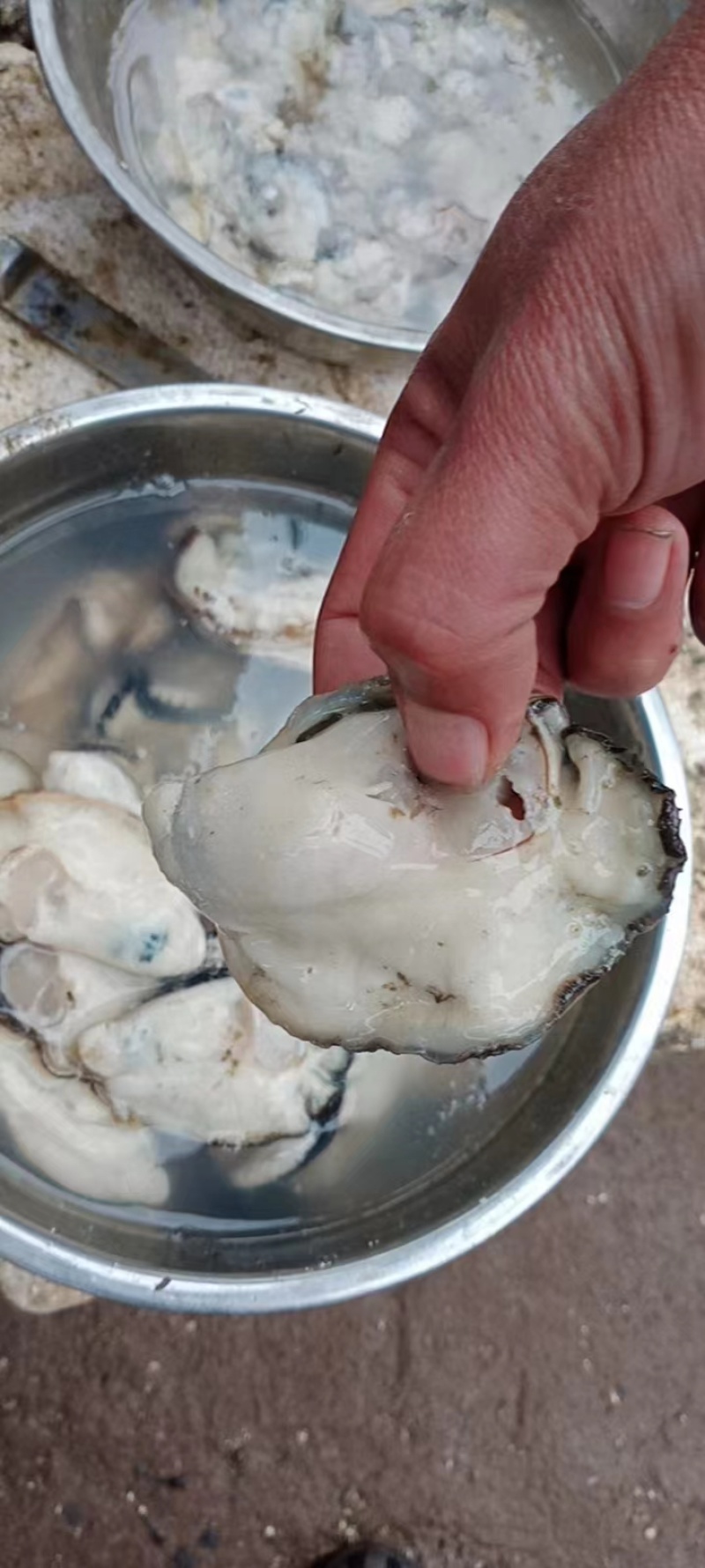 广东湛江生蚝大量上市肉质肥美可一件代发欢迎来电
