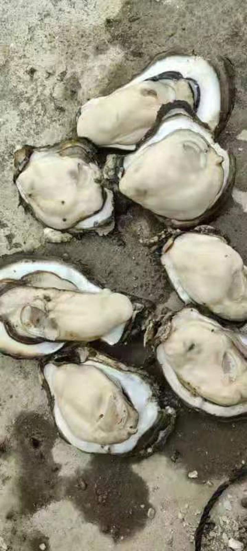 广东湛江生蚝大量上市肉质肥美可一件代发欢迎来电