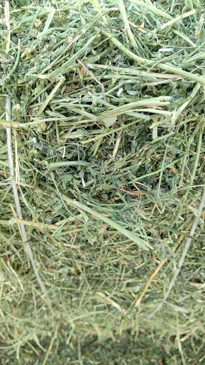 黑龙江本地优级苜蓿草大量供应可视频看货实地考察欢迎联系