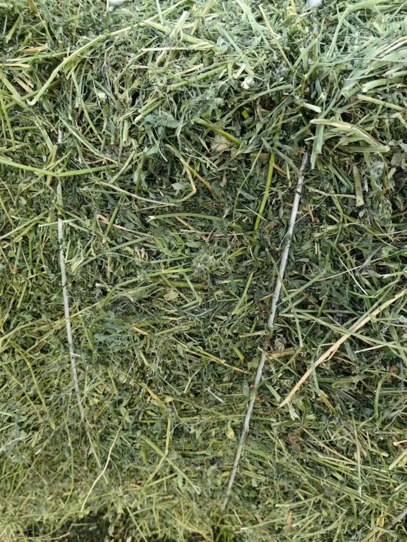 黑龙江本地优级苜蓿草大量供应可视频看货实地考察欢迎联系