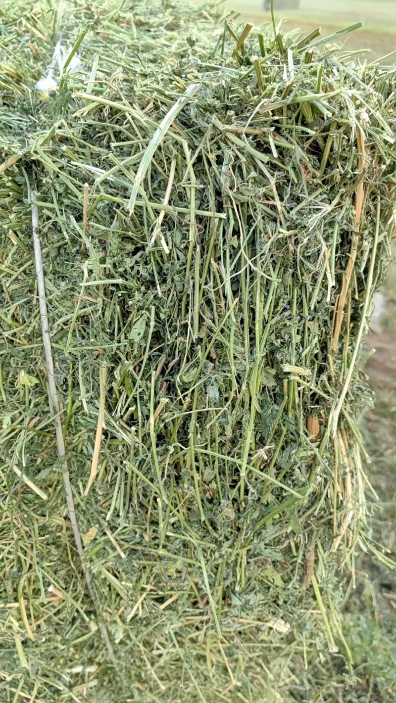 黑龙江本地优级苜蓿草大量供应可视频看货实地考察欢迎联系
