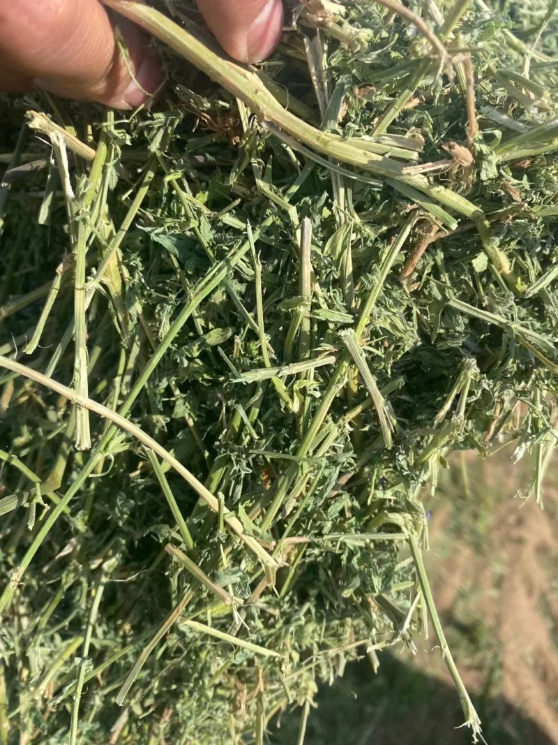 黑龙江本地优级苜蓿草大量供应可视频看货实地考察欢迎联系