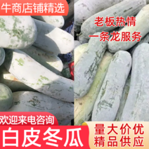 湖北白皮冬瓜，一手货源价格低，精品供应，现货新鲜直发