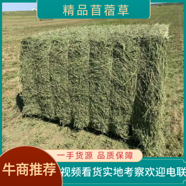 黑龙江本地优级苜蓿草大量供应可视频看货实地考察欢迎联系