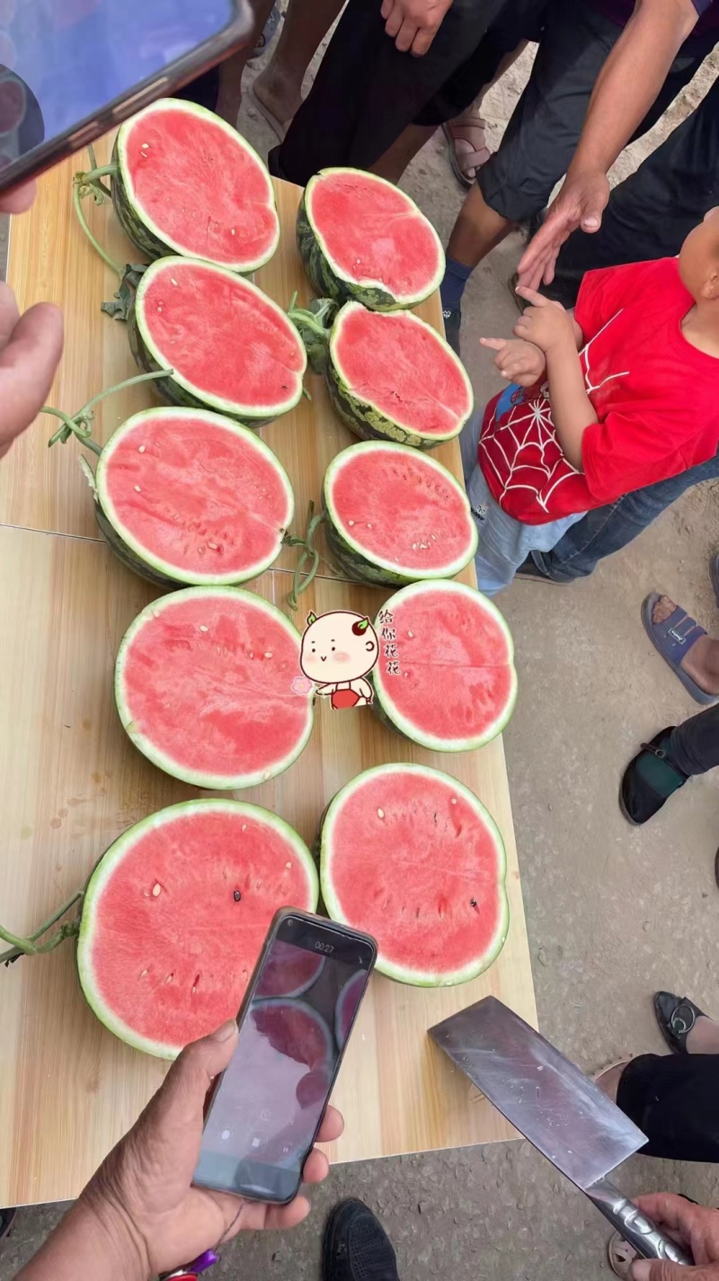 【实力】精品西瓜麒麟西瓜批发美都西瓜产地直发