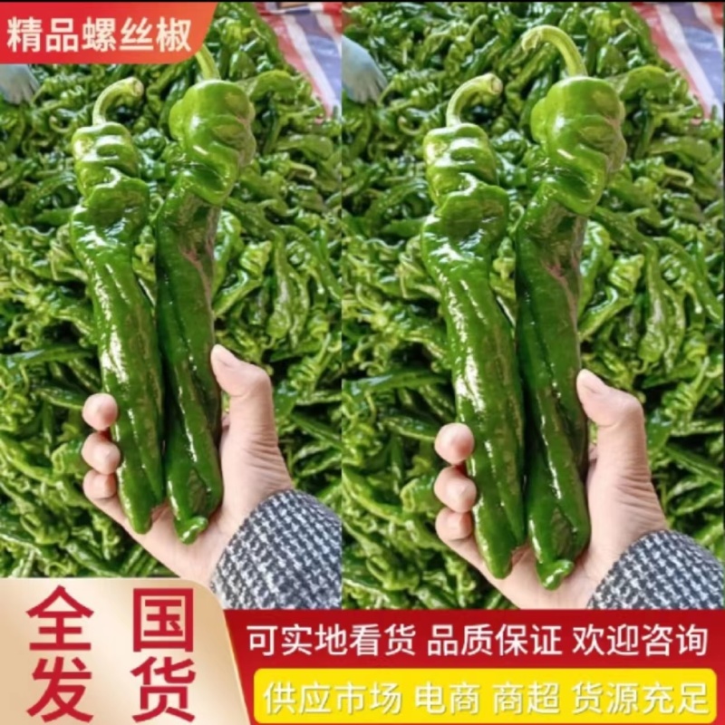 黄线椒湖北鲜辣椒现在大量上市欢迎各位老板电联下单