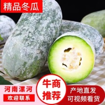 精品水果冬瓜产地现摘现发品质保证实力代办全国发货