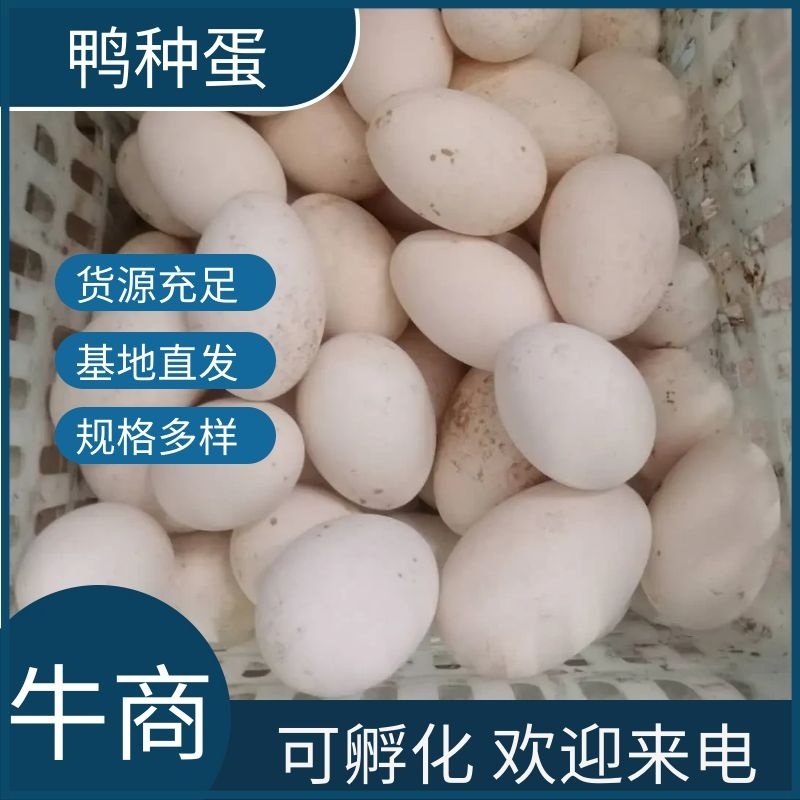 樱桃谷鸭种蛋可孵化宠物鸭北京大白鸭受精蛋欢迎电联