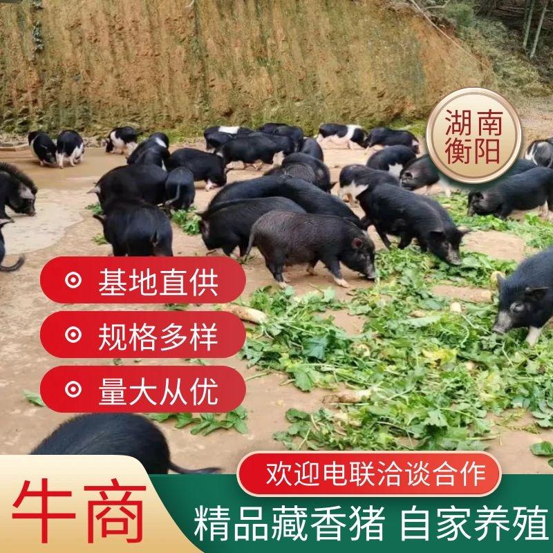 藏香猪湖南自家养殖基地诚信经营可视频看货