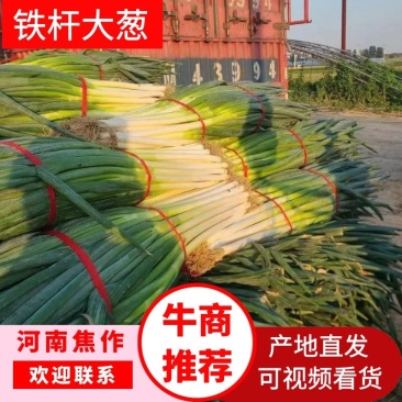 河南焦作地膜钢葱大量上市货源充足欢迎全国客商前来