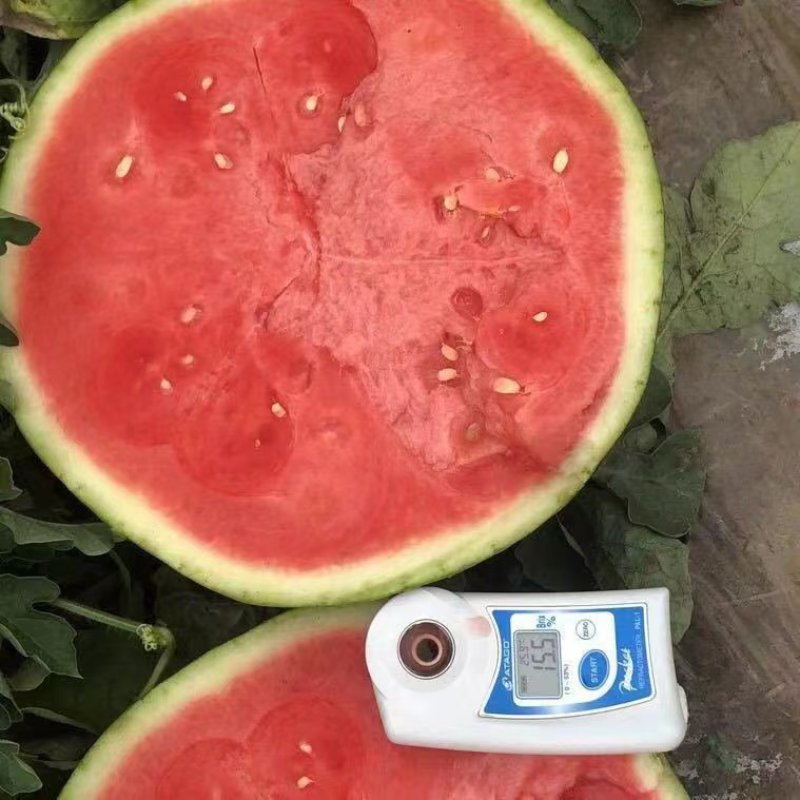 美都麒麟西瓜，产地甘肃，一手货源，大量供应，电话联系