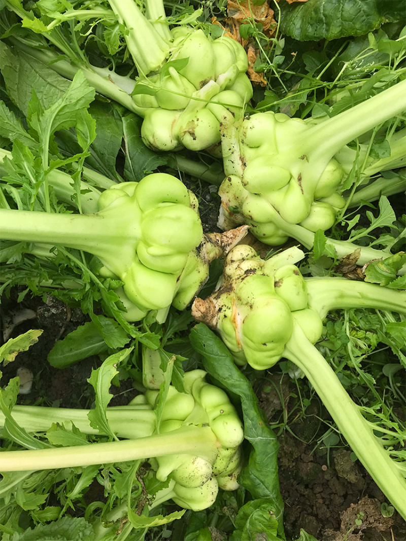 正宗涪陵榨菜种子榨菜种子叶用茎用芥菜种子疙瘩菜耐寒耐抽薹