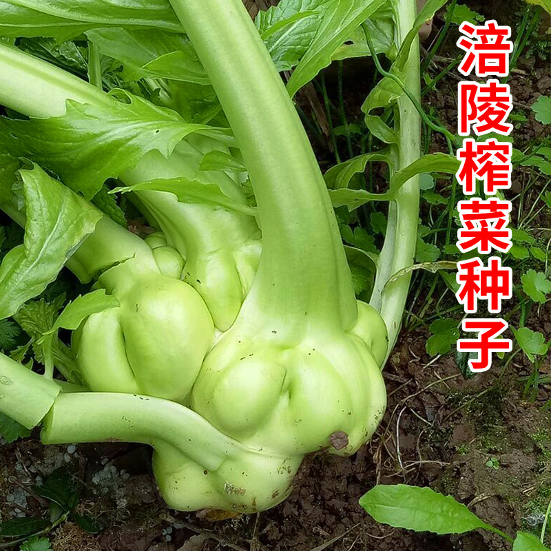 正宗涪陵榨菜种子榨菜种子叶用茎用芥菜种子疙瘩菜耐寒耐抽薹