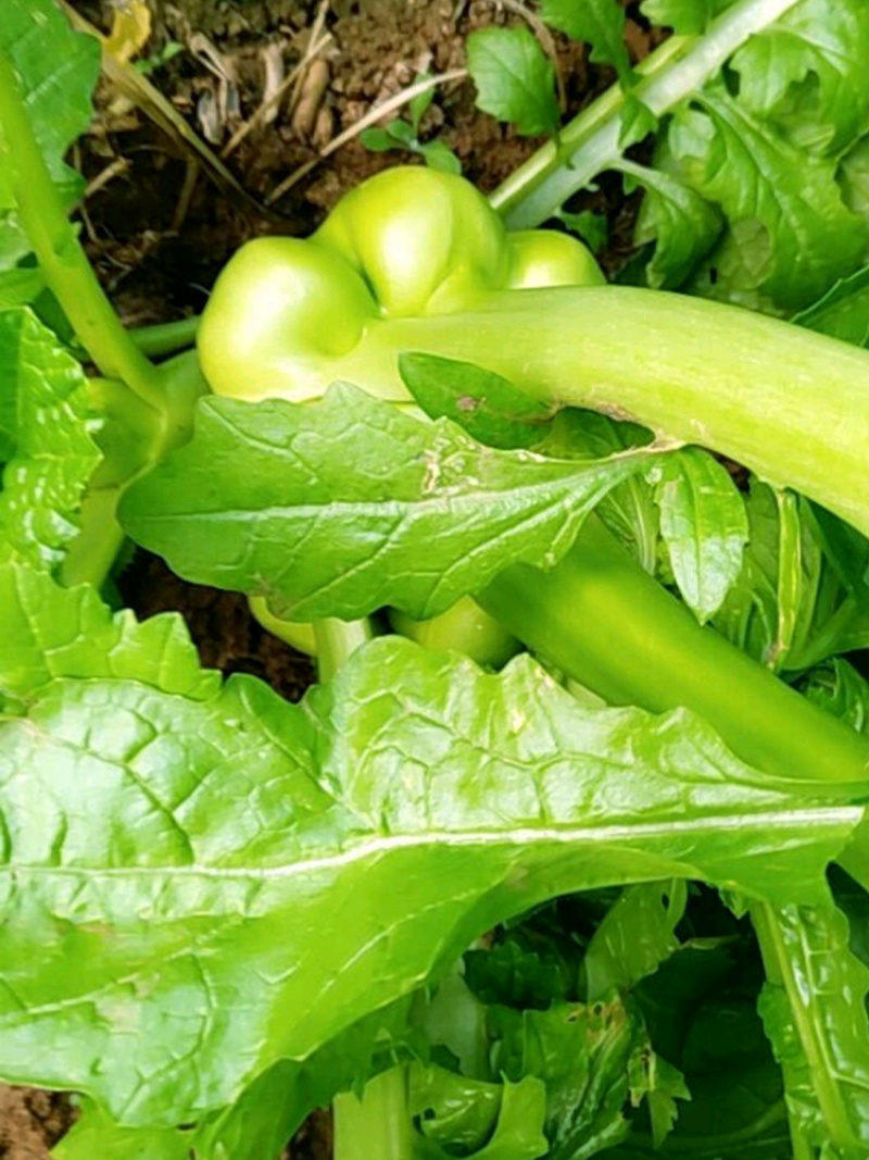 正宗涪陵榨菜种子榨菜种子叶用茎用芥菜种子疙瘩菜耐寒耐抽薹
