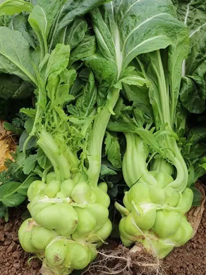 正宗涪陵榨菜种子榨菜种子叶用茎用芥菜种子疙瘩菜耐寒耐抽薹