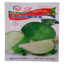 大苹果芥菜种子特大辣疙瘩种子光头芥菜种子秋季四季包邮