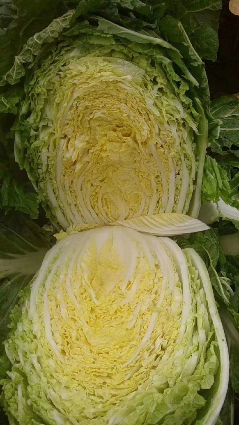 黄心白菜种子高产黄金海底捞大白菜种子开锅熟