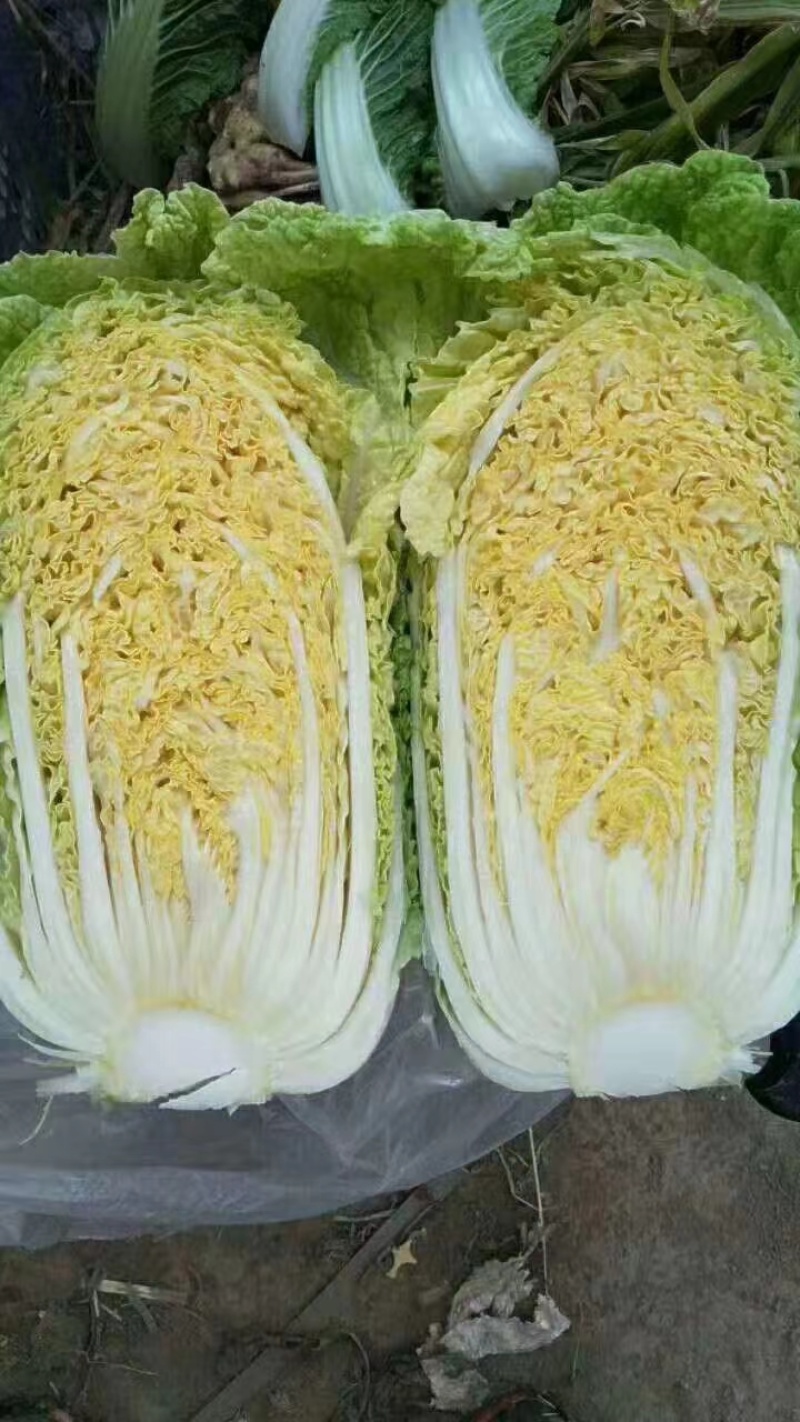 黄心白菜种子高产黄金海底捞大白菜种子开锅熟