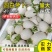萝卜/河北萝卜/精品圆白萝卜大量上市，保质保量全国发货