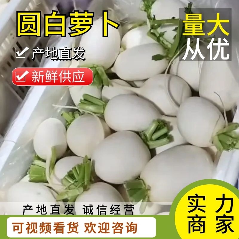 萝卜/河北萝卜/精品圆白萝卜大量上市，保质保量全国发货