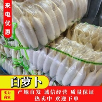 萝卜/河北萝卜/新苗萝卜大量上市，品质保证，全国发货
