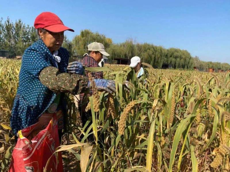 小米河北邢台小米，品质保证，价格真实欢迎选购