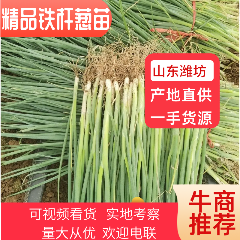 【实力推荐】山东本地日本钢葱苗根系好高产品种抗病能力强！