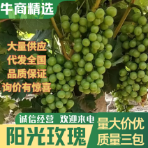 【推荐】湖南精品阳光玫瑰葡萄大量上市对接全国商超批发