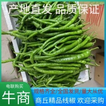 河南商丘精品线椒产地发货量大从优欢迎全国老板前来考察