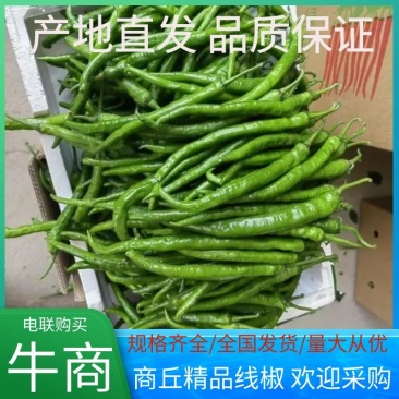 河南商丘精品线椒产地发货量大从优欢迎全国老板前来考察