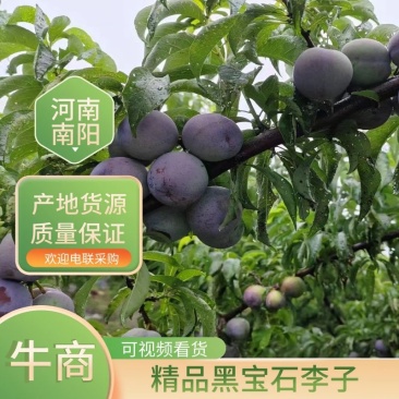 【实力推荐】河南南阳本地黑宝石李子产地直供价格可来电详谈