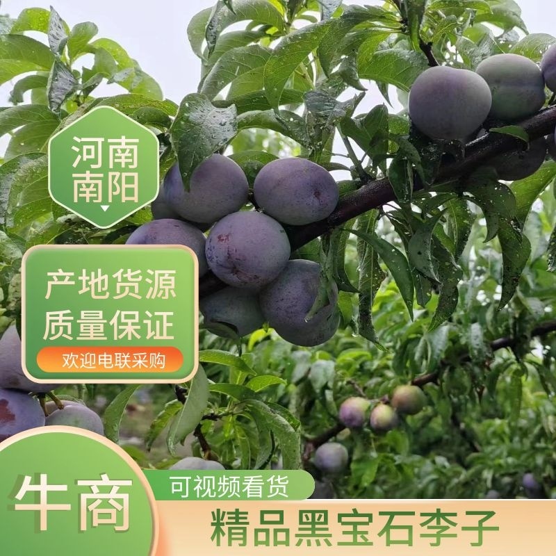 【实力推荐】河南南阳本地黑宝石李子产地直供价格可来电详谈